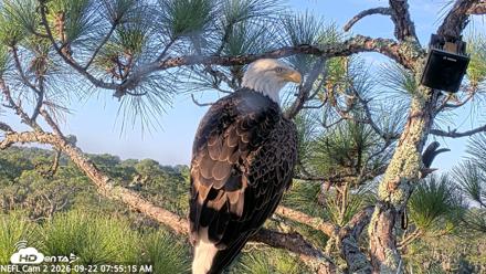 NE Florida Eagles Live Webcam - Sep 22, 2026, 7:56am EDT