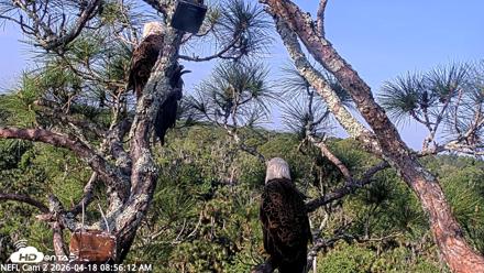 NE Florida Eagles Live Webcam - Apr 18, 2026, 8:56am EDT