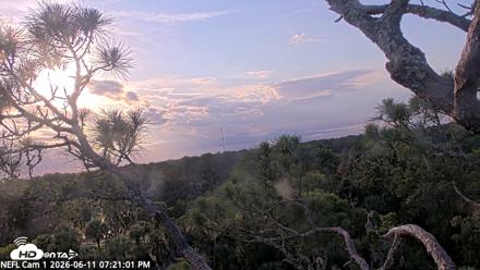 NE Florida Eagles Live Webcam - Jun 11, 2026, 7:21pm EDT