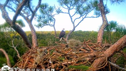 NE Florida Eagles Live Webcam - Sep 13, 2026, 2:33pm EDT