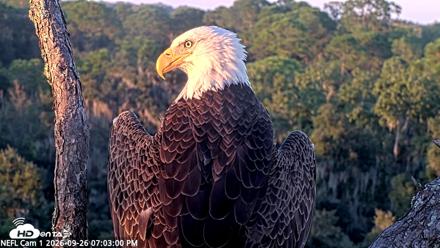 NE Florida Eagles Live Webcam - Sep 26, 2026, 7:04pm EDT