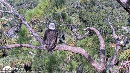 NE Florida Eagles Live Webcam - Sep 22, 2026, 11:27am EDT
