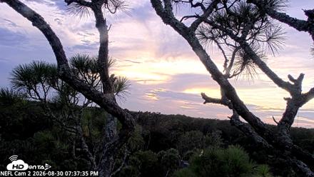 NE Florida Eagles Live Webcam - Aug 30, 2026, 7:38pm EDT