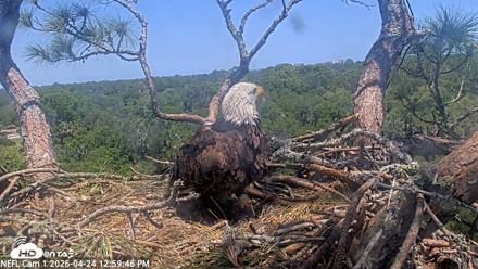 NE Florida Eagles Live Webcam - Apr 24, 2026, 1:00pm EDT