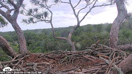 NE Florida Eagles Live Webcam - Jun 3, 2026, 8:11am EDT