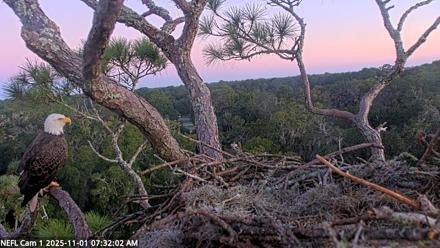 NE Florida Eagles Live Webcam - Nov 1, 2025, 7:32am EDT