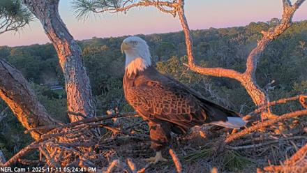 NE Florida Eagles Live Webcam - Nov 11, 2025, 5:25pm EST
