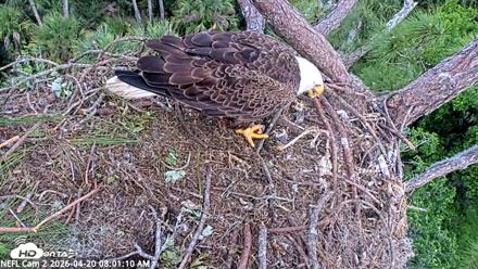 NE Florida Eagles Live Webcam - Apr 20, 2026, 8:02am EDT