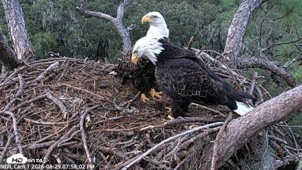 NE Florida Eagles Live Webcam - Aug 29, 2026, 7:58pm EDT