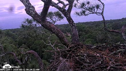 NE Florida Eagles Live Webcam - May 12, 2026, 6:26am EDT