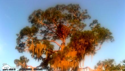 NE Florida Eagles Live Webcam - May 23, 2026, 7:11am EDT