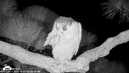NE Florida Eagles Live Webcam - Oct 7, 2026, 2:09am EDT