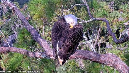 NE Florida Eagles Live Webcam - Nov 7, 2025, 9:45am EST