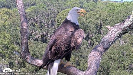 NE Florida Eagles Live Webcam - Sep 13, 2026, 2:22pm EDT