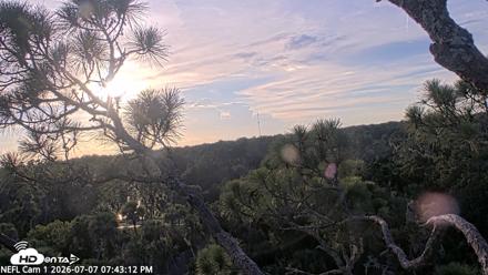 NE Florida Eagles Live Webcam - Jul 7, 2026, 7:44pm EDT