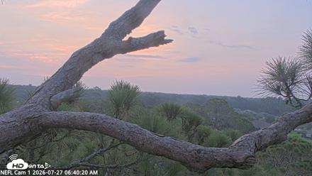 NE Florida Eagles Live Webcam - Jul 27, 2026, 6:41am EDT