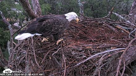 NE Florida Eagles Live Webcam - Aug 21, 2026, 6:44am EDT