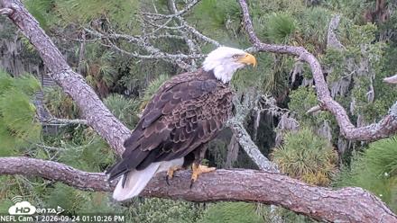 NE Florida Eagles Live Webcam - Sep 24, 2026, 1:11pm EDT