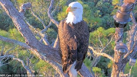 NE Florida Eagles Live Webcam - Oct 23, 2025, 8:07am EDT