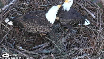 NE Florida Eagles Live Webcam - Sep 4, 2026, 6:45am EDT