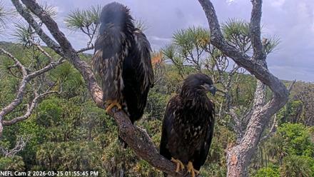 NE Florida Eagles Live Webcam - Mar 25, 2026, 1:56pm EDT