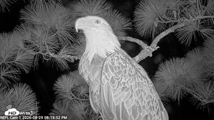 NE Florida Eagles Live Webcam - Aug 29, 2026, 8:20pm EDT