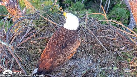 NE Florida Eagles Live Webcam - Apr 24, 2026, 7:00am EDT