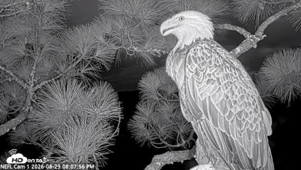NE Florida Eagles Live Webcam - Aug 29, 2026, 8:09pm EDT