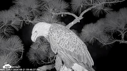 NE Florida Eagles Live Webcam - Aug 21, 2026, 9:47pm EDT