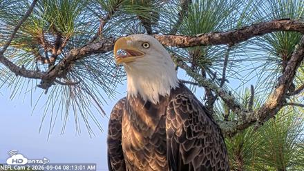 NE Florida Eagles Live Webcam - Sep 4, 2026, 8:13am EDT