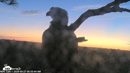 NE Florida Eagles Live Webcam - Sep 27, 2026, 6:52am EDT