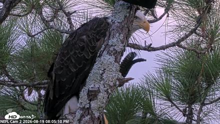 NE Florida Eagles Live Webcam - Aug 19, 2026, 8:06pm EDT