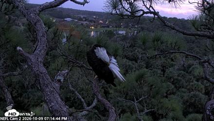 NE Florida Eagles Live Webcam - Oct 9, 2026, 7:15pm EDT