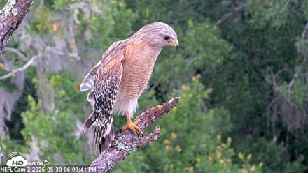 NE Florida Eagles Live Webcam - May 30, 2026, 6:10pm EDT
