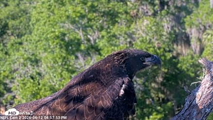 NE Florida Eagles Live Webcam - Apr 12, 2026, 4:58pm EDT