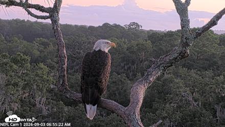NE Florida Eagles Live Webcam - Sep 3, 2026, 6:56am EDT