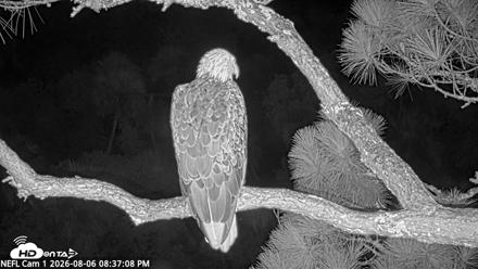 NE Florida Eagles Live Webcam - Aug 6, 2026, 8:38pm EDT