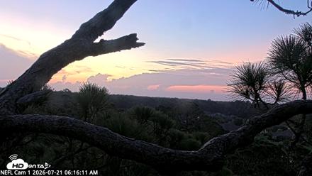 NE Florida Eagles Live Webcam - Jul 21, 2026, 6:17am EDT