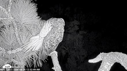 NE Florida Eagles Live Webcam - Aug 16, 2026, 12:33am EDT