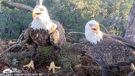 NE Florida Eagles Live Webcam - Sep 6, 2026, 7:40am EDT