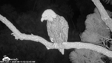 NE Florida Eagles Live Webcam - Aug 15, 2026, 2:33am EDT