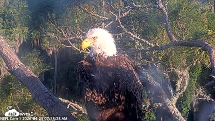 NE Florida Eagles Live Webcam - Apr 25, 2026, 7:59am EDT