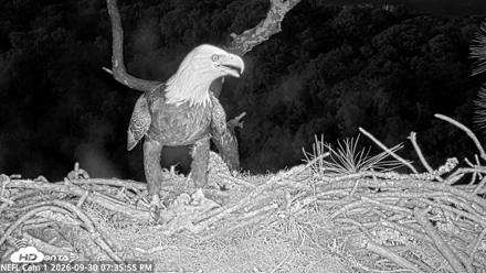 NE Florida Eagles Live Webcam - Sep 30, 2026, 7:36pm EDT
