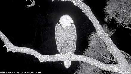 NE Florida Eagles Live Webcam - Dec 18, 2025, 6:29am EST