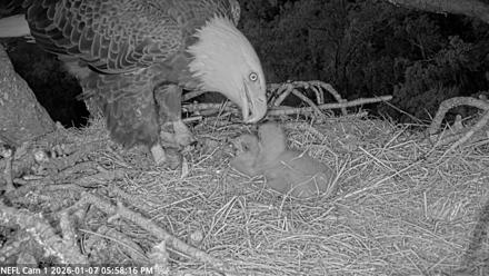 NE Florida Eagles Live Webcam - Jan 7, 2026, 5:59pm EST