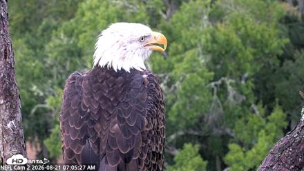 NE Florida Eagles Live Webcam - Aug 21, 2026, 7:06am EDT