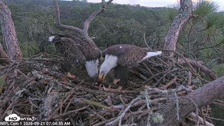 NE Florida Eagles Live Webcam - Sep 21, 2026, 7:06am EDT