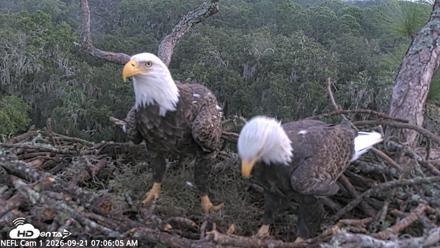 NE Florida Eagles Live Webcam - Sep 21, 2026, 7:07am EDT