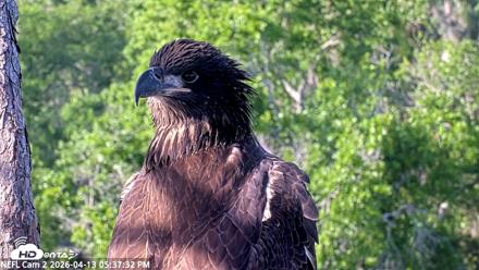 NE Florida Eagles Live Webcam - Apr 13, 2026, 5:38pm EDT