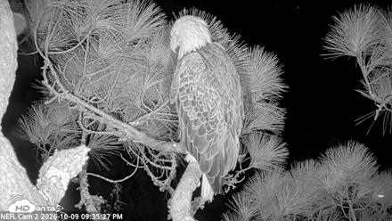 NE Florida Eagles Live Webcam - Oct 9, 2026, 9:36pm EDT